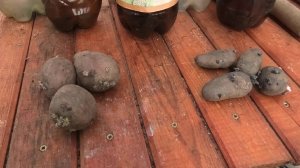 04 06 2022г сорта картофеля-василёк и родриго