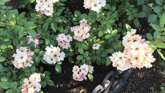 Красивые розы. Мускусная роза Моцарт смотреть онлайн