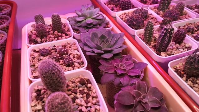 Маленькая ХАВОРТИЯ с ОРОМНЫМИ корнями Ближе к СОЛНЦУ☀️#суккуленты #кактус #цветыдома смотреть онлайн