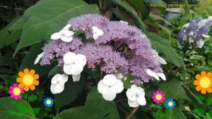 Гортензия шершавая шершавая. Краткий обзор, описание характеристик hydrangea villosa