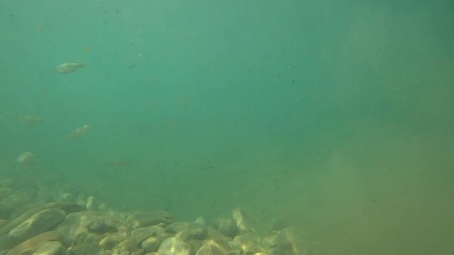 Навалищенское ущелье Хоста.Сочи. смотреть онлайн