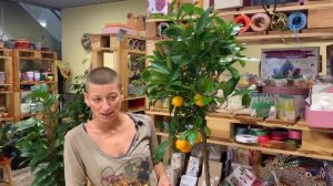 Цитрус - его плоды можно есть. А что делать, чтобы они выросли?