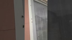 Лесной клоп ,,вонючка"