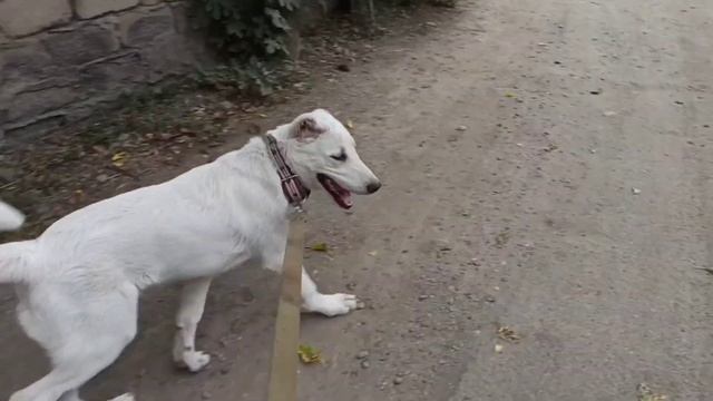 ГРУЗИНСКАЯ ГОРНАЯ СОБАКА / НАГАЗИ / БЕЛЫЙ ХОДА смотреть онлайн