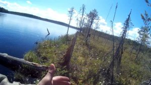 Рыбалка на дальнем карельском озере. Щука и окунь бросаются на любую приманку!
