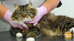 Осторожно, бездомная кошка! Доброе утро. Фрагмент выпуска от 22.05.2019