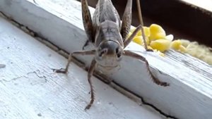 Кузнечик на Азовском море г Щелкино