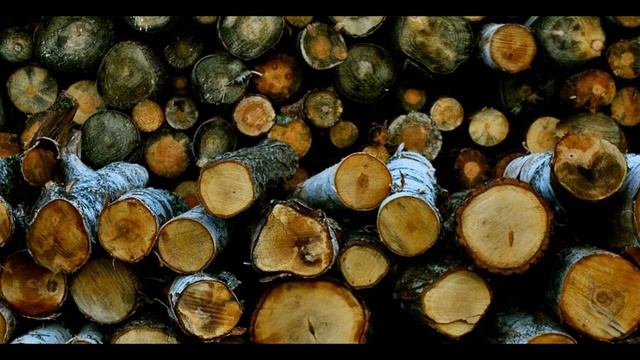 Береза в строительстве и отделке бани: плюсы и минусы