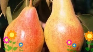 Груша обыкновенная Талгарская красавица. Краткий обзор, описание характеристик, где купить саженцы