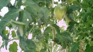 Обзор томатов. Голубая ель.