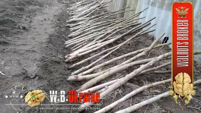 Как прикопать саженцы грецкого ореха Кочерженко для хранения #СкороплодныйГрецкийОрех