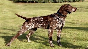 Курцхаар описание породы собаки!