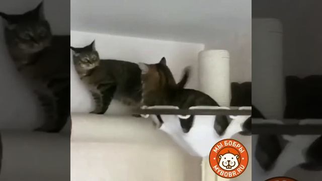 Очередной шедевр от наших Моти и Маруси Мы Бобры