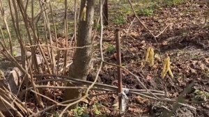 ФУНДУК в БЕЛАРУСИ.САЖЕНЦЫ ФУНДУКА ОТВЕТЫ на ВОПРОСЫ.РАЗВЕДЕНИЕ ФУНДУКА ОТВОДКИ МАТЕРИНСКИЕ