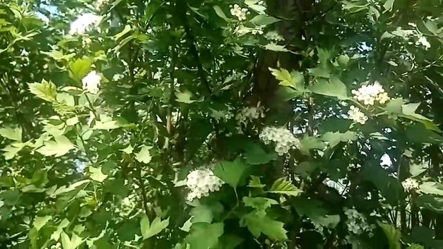 Цветёт Боярышник!