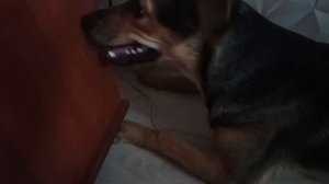 Собака барабака☺☺☺