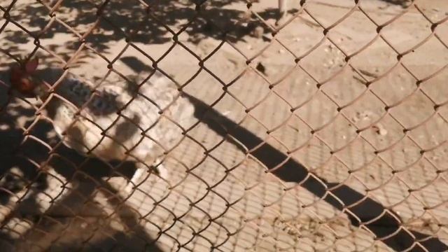 Чем кормим цыплят от 2 до 4 месяцев. Мой опыт и мои ошибки смотреть онлайн