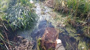 Охота на ондатру. Пора менять места постановок (Будни охотника и рыбака)