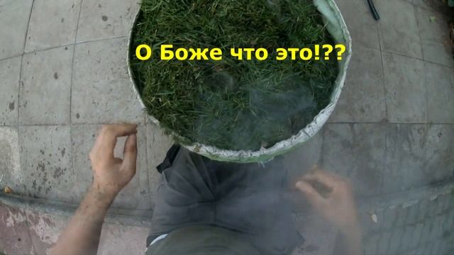 Как заварить Чай без огня при помощи скошенной Травы смотреть онлайн