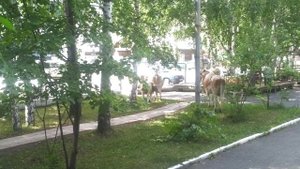 Абаза, отель гостиница