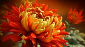 Осень   это царство хризантем