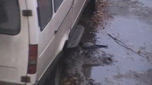 Вороны заклевали голубя