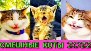 ?Угарное видео из тик ток с котами Лучшие приколы 2002 ?#приколы #юмор #коты #весёлое #тикток
