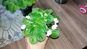 Ампельные фиалки трейлеры. Пересадка - Омоложение. Мой опыт.