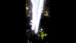 #мелисса#посадка_в_грунт_мелиссы#пряные_травы Посадка мелиссы в грунт.mp4