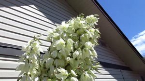 Yucca with tall bloom spike