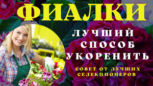 Селекционеры держали это в секрете. Укоренение и пересадка фиалок. 100% успех гарантирован.