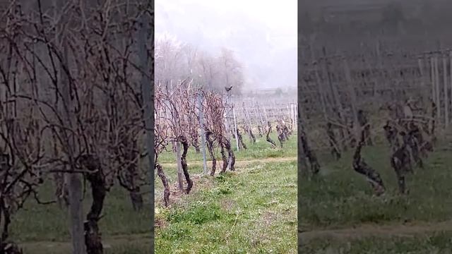 Снежный вальс в апрельском саду. Поющие пейзажи. Владимир Де Ланге смотреть онлайн