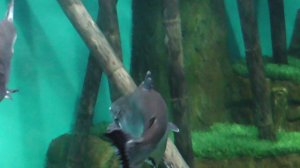 Москва 2023 6. ВДНХ. Солнце Москвы. Москвариум