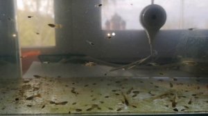 КОРМЛЮ МАЛЬКОВ ДЕКАПСУЛИРОВАННОЙ АРТЕМИЕЙ