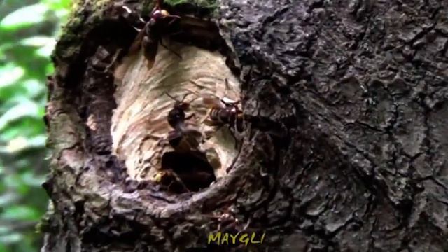 Страшное и опасное место в лесу. Осиное гнездо. смотреть онлайн