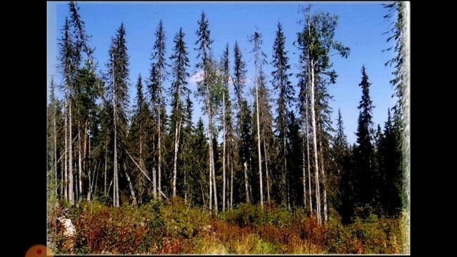 ТАЕЖНЫЙ РАССКАЗ. СЛУЧАЙ В ТАЙГЕ.