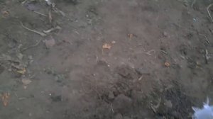 Яблоню Чёрный принц посадить не просто