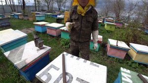 МАТКОВОДСТВО, РАБОТА НА ПАСЕКЕ С СЕМЬЯМИ СТАРТЁР И ВОСПИТАТЕЛЬНИЦАМИ, КОРМИТЬ ПЧЁЛ ИЛИ НЕТ?
