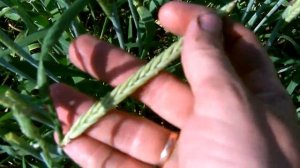 Необычный сорт ярового безостого ячменя!