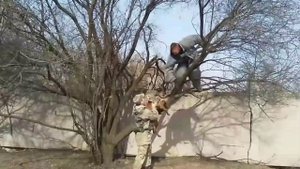 Malinois штурмовые псы)