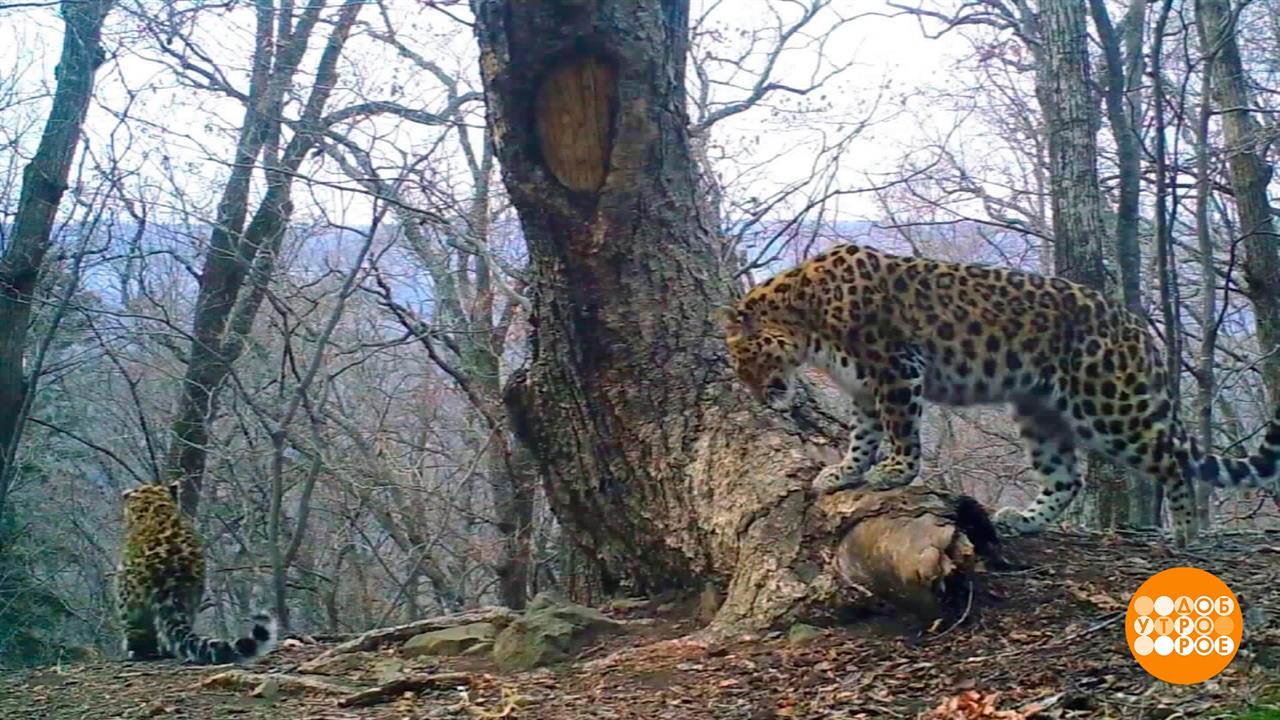 Самый дальневосточный. День леопарда. Директор нац парка земля леопарда. Дальневосточный леопард Павлишин. Дальневосточный леопард и Африканский леопард сравнение.