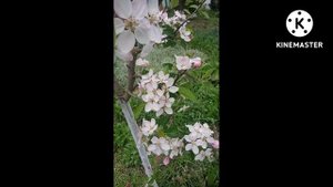 Яблоня в цвету. #Shorts