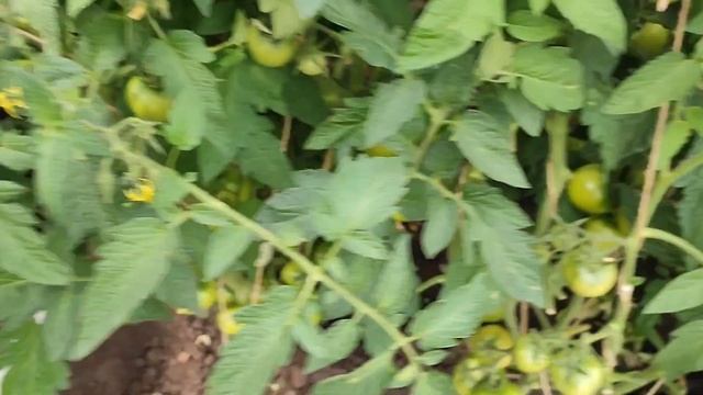 С днём Дачника! Ранние томаты. смотреть онлайн