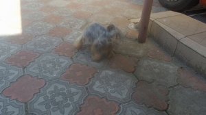 ТРАВА В РАЦИОНЕ ЙОРКА. Йорк ест траву. Какую траву можно йорку?