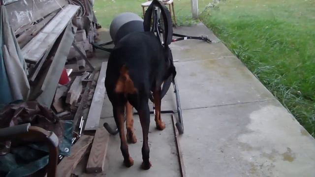 Thunderstorm with Doberman and Distant Tornado Sirens смотреть онлайн