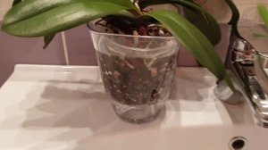 3 способа полива орхидей || Как лучше поливать орхидеи