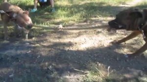 АмСтаф Сэм против АмСтафа Брюса (ошейник 4,5 кг)