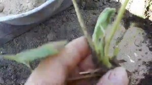 Крупноплодная клубника Гигантелла, закладка новой грядки.