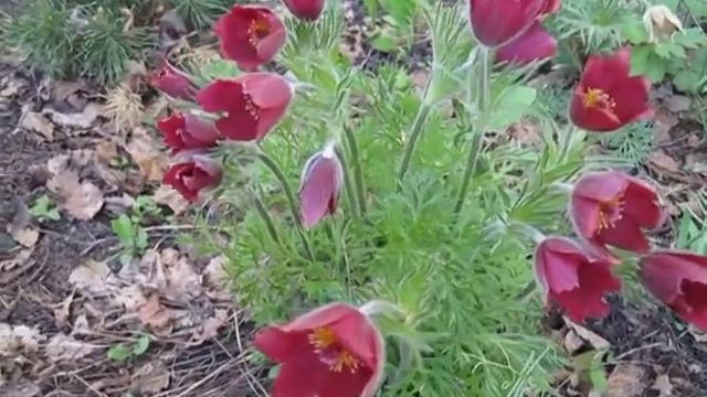 Прострел темно-красный с колокольчатой формой цветка. смотреть онлайн