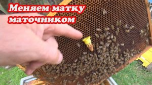 СМЕНА НЕПЛОДНОЙ СВИЩЕВОЙ МАТКИ, ВЫСТАВКА НУКЛЕУСОВ ДЛЯ ОБЛЁТА МАТОК.
